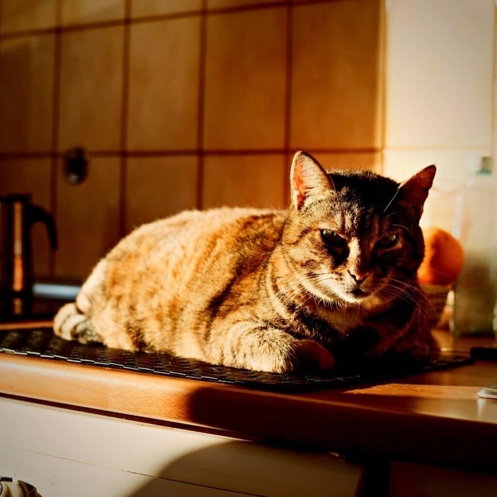 chat dans la cuisine