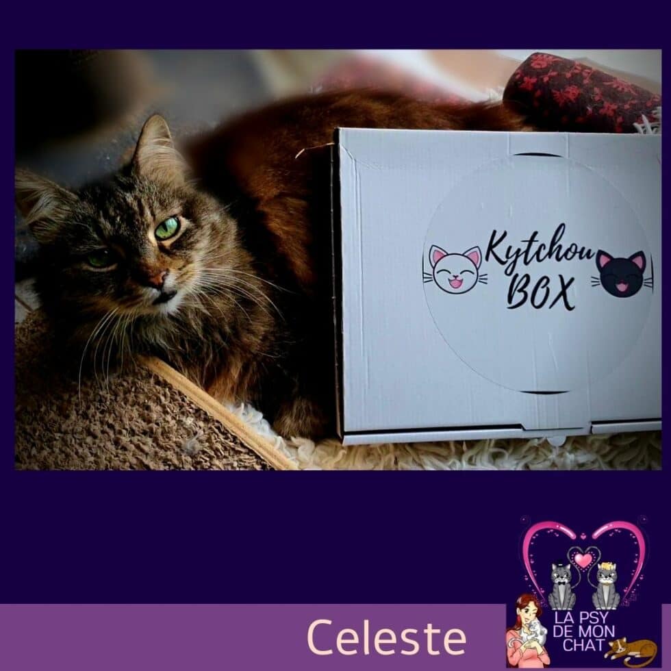 Box pour chat Kytchou box ( Test et Interview ) La Psy de mon chat — free download