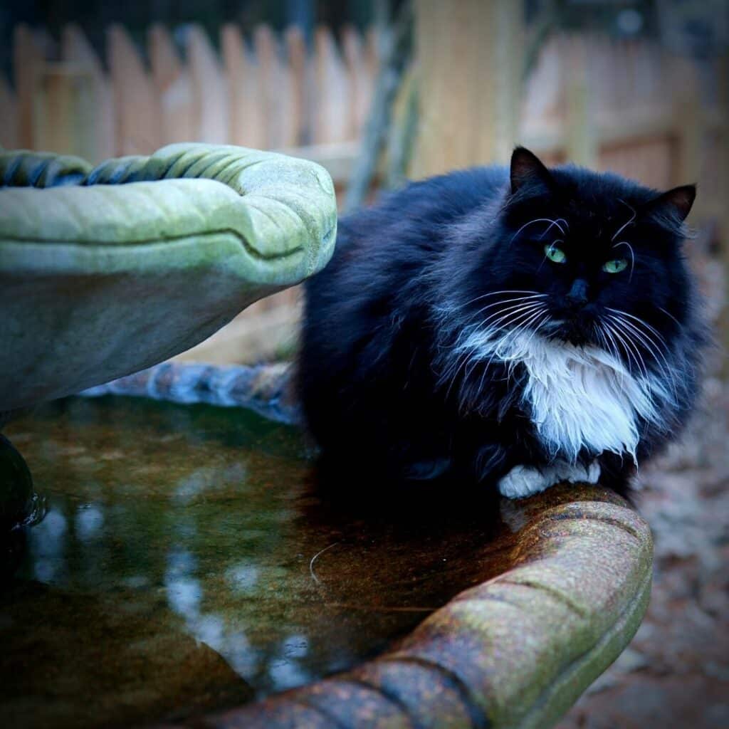 fontaines à eau pour chat naturelles