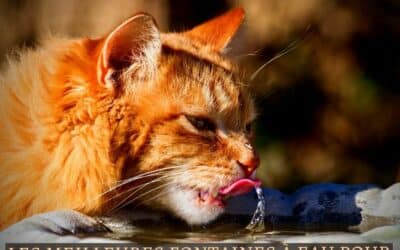 les meilleures fontaines à eau pour chat
