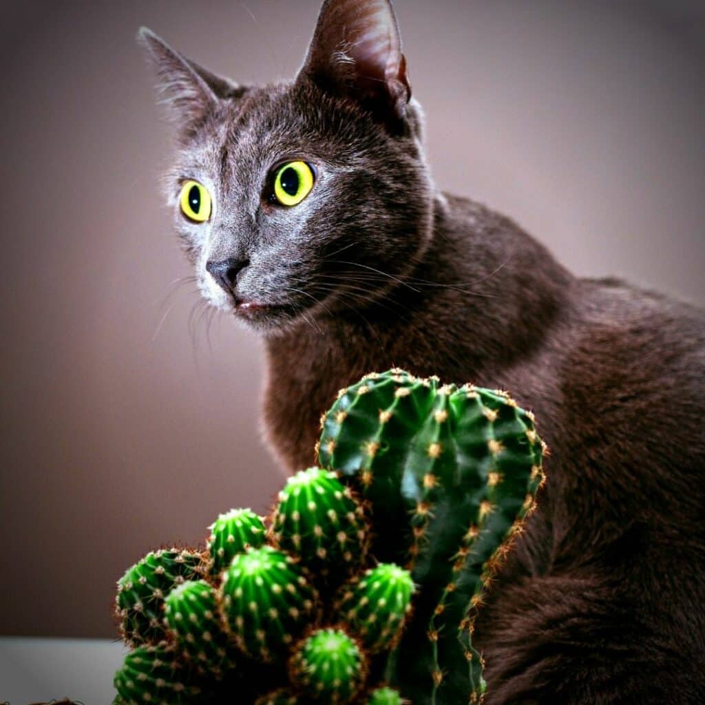 aménagement intérieur chat et cactus