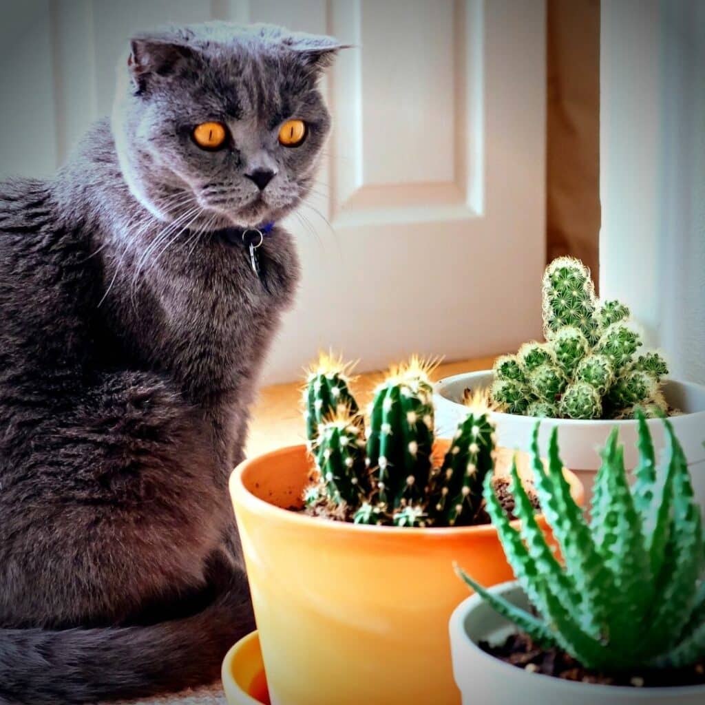chat et cactus 