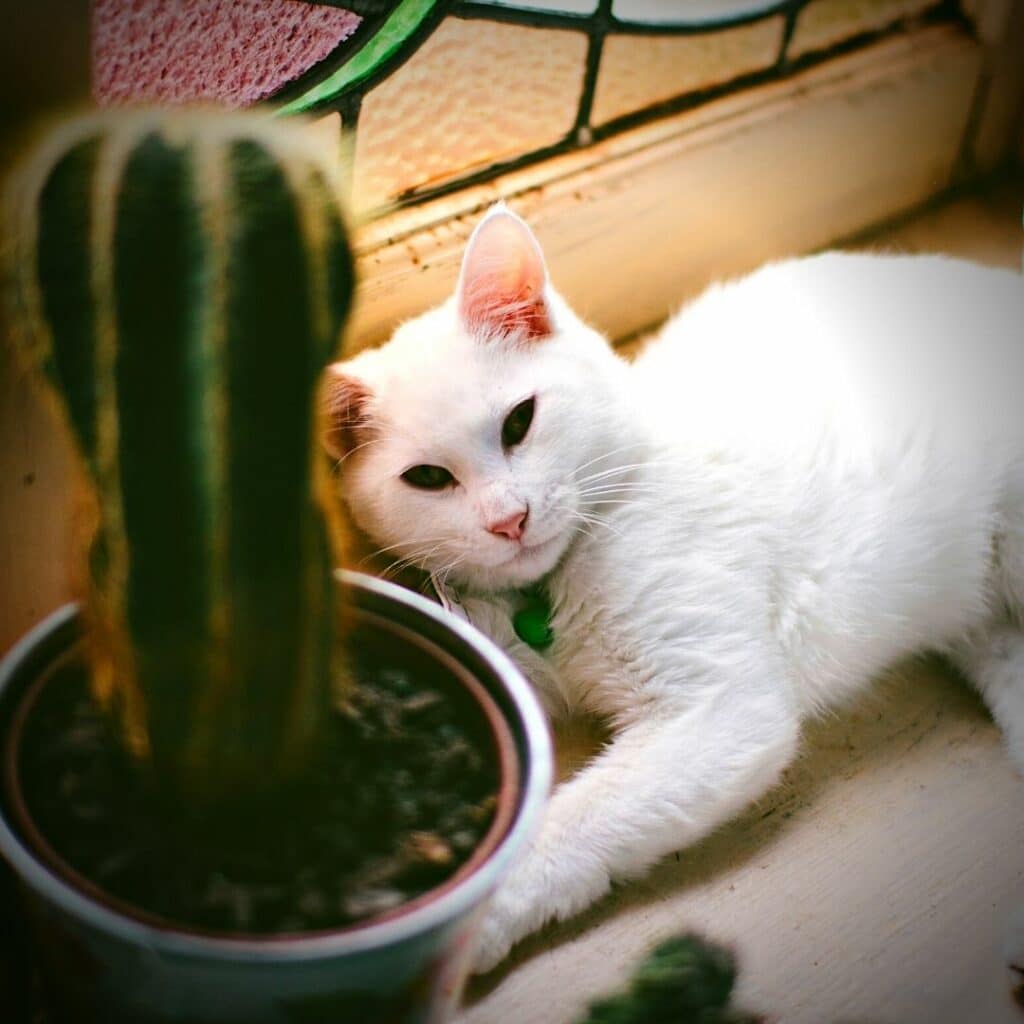 déco cactus et un chat