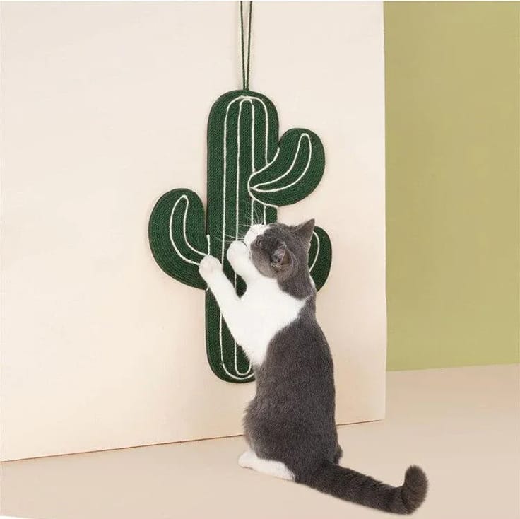griffoir chat cactus vert