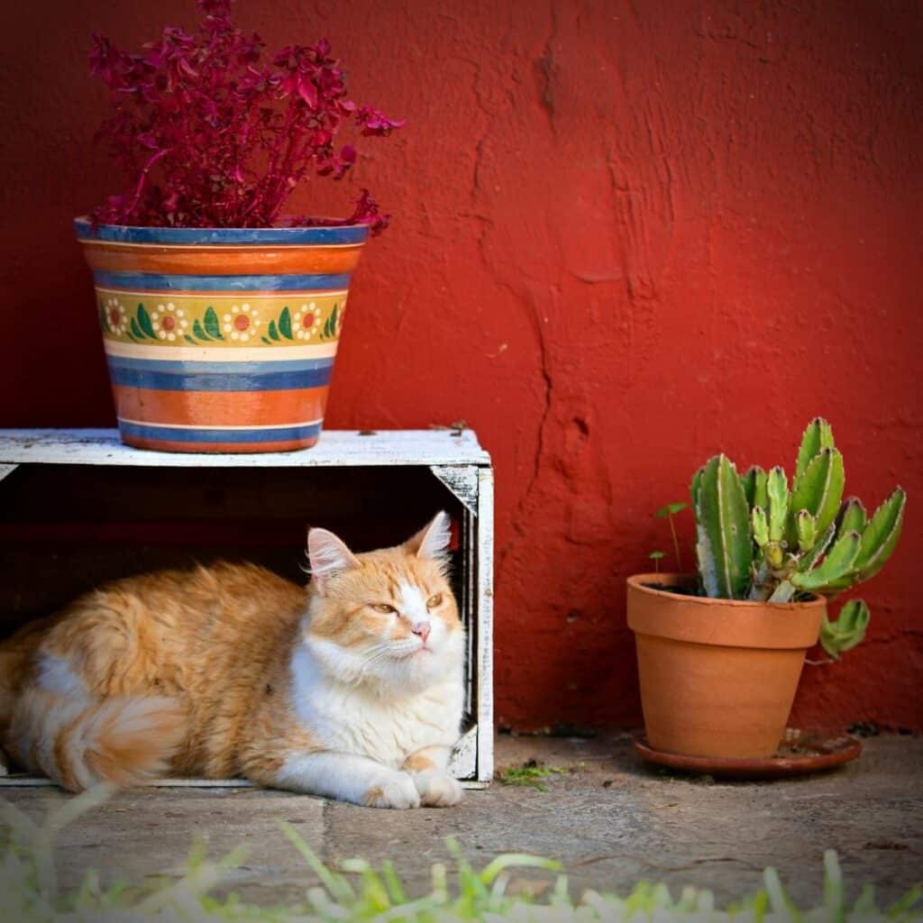 maison chat et deco cactus