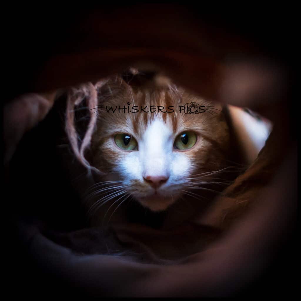 photo de chat de Cyndie Demarque whiskers-pics - Photographe animalière