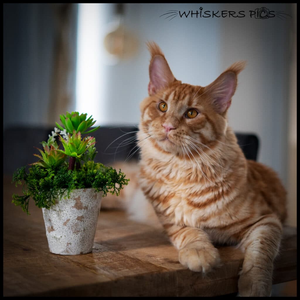photo de chat roux -- Cyndie Demarque whiskers-pics