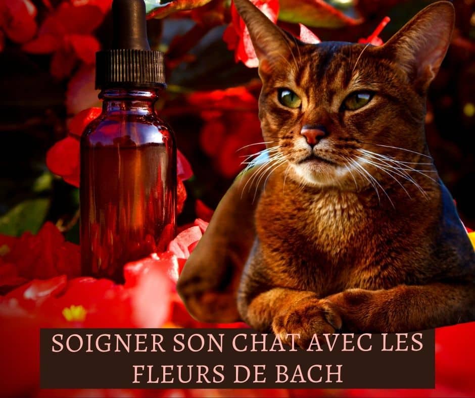 Soigner son chat avec les fleurs de Bach