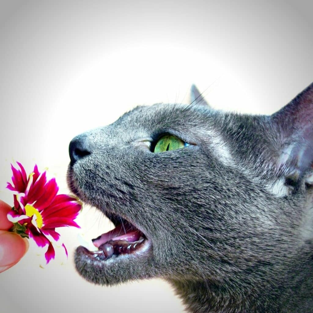 chat et les Fleurs de Bach