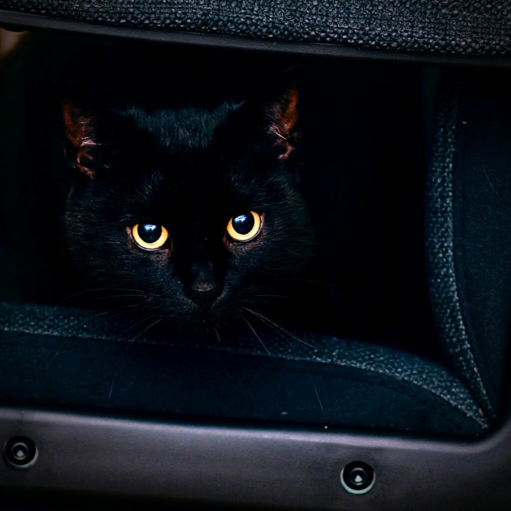 chat accessoire noir