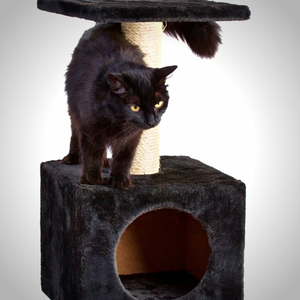 chat griffoir noir