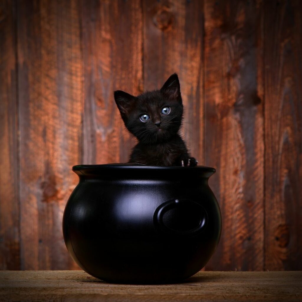chat panier noir