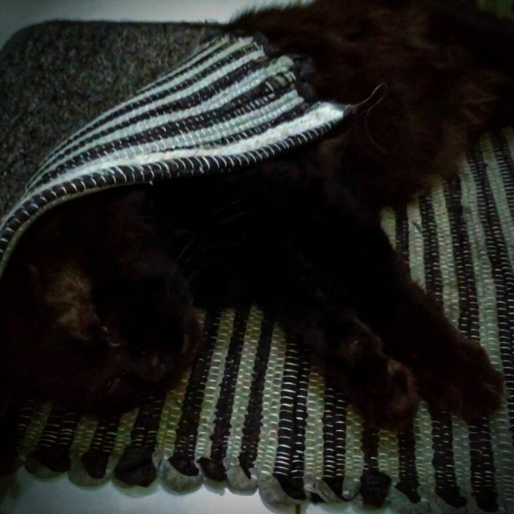 chat tapis noir