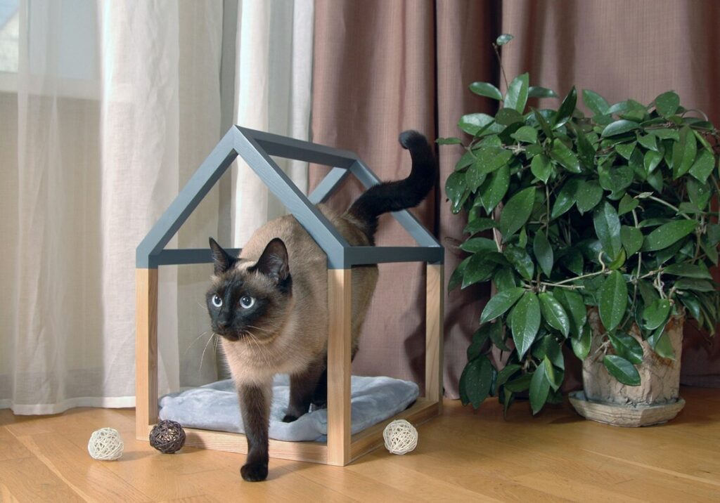 Maison design chat en bois naturel bleu