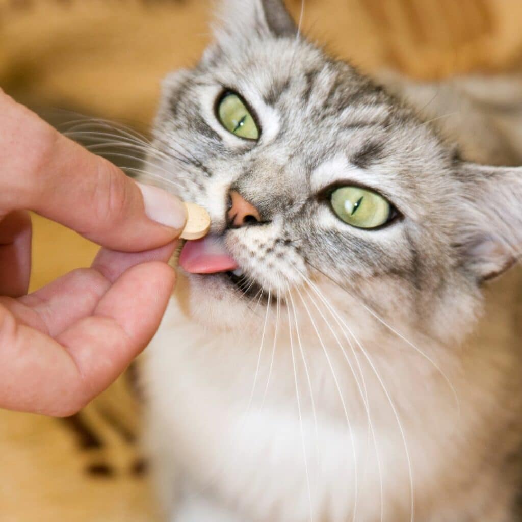 chat vermifuge naturel comprimés
