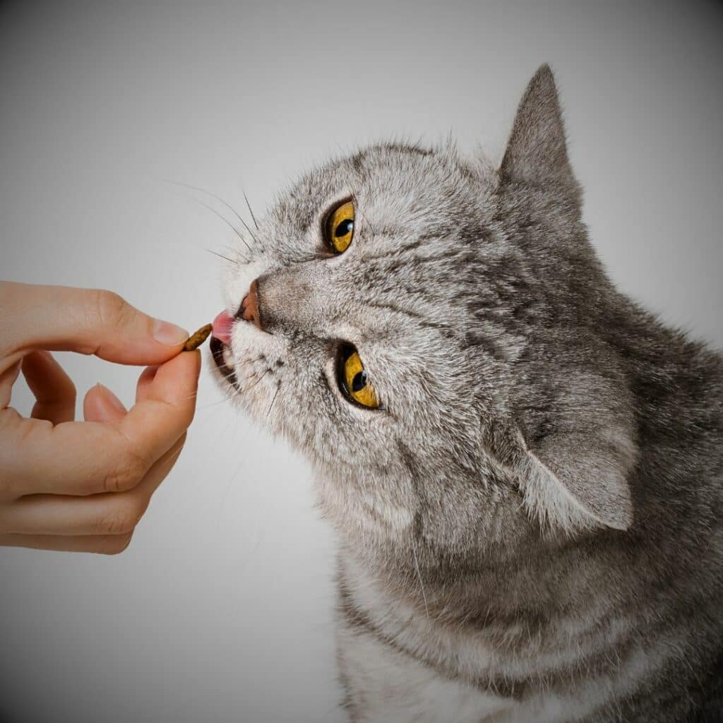 chat vermifuge naturel homeopathique