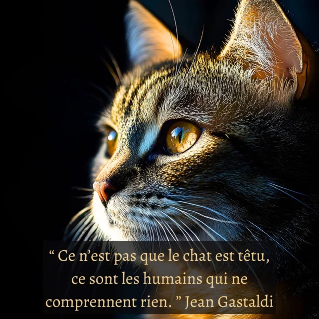 ✨ La citation sur les chats du jour 💬💬“ Ce n'est pas que le chat est têtu, ce sont les humains qui ne comprennent rien " Jean Gastaldi
💬💬
🐾🐾🐾 🐾🐾🐾 ..

😻Combien de fois avez-vous pensé que vos chats étaient têtus ou désobéissants ? Mais si la réalité était tout autre ? Si, au fond, c'était vous qui n'aviez pas réussi à décoder leur langage, leurs besoins, leurs envies ? 

😻 Les chats ont une logique bien à eux, une façon unique de voir le monde.
 Leur côté têtu est peut-être, parfois, une simple incompréhension de notre part.
 Apprendre à les connaître, c'est ouvrir une porte sur un univers fascinant.
😻

😻🐾🐾😻
❓Que pensez vous de cette citation sur les chats ? .....😻
❓Avez-vous déjà vécu une situation où vous avez réalisé que votre chat avait raison depuis le début ? Racontez-nous ça en commentaire ! 👇

😻 🐾🐾
😻😻😻 😻😻
#teamchat #leschats #catsofinstagram #vieavecunchat #comportementalistechat #comportementalistechats 
#comportementalistefelin #comportementalistefélin
#aufeminin #citationchat #citationanimaux
#jaimetropchat #tupeuxpascomprendretespasunchat #vivreavecunchat
#jadoreleschats #chataddict #leschats #amoureusedeschats #passionchat #passionchats #mondedeschats #chatdamour❤️😻